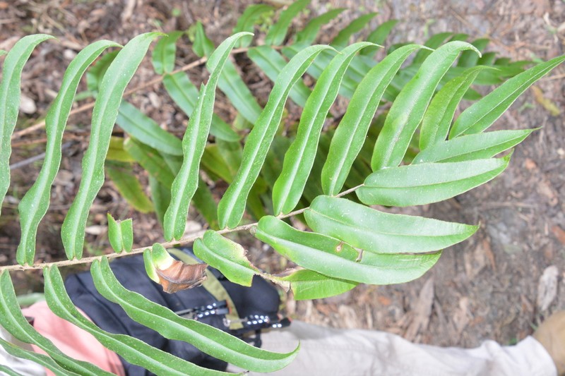 Blechnum proliferum photo 8