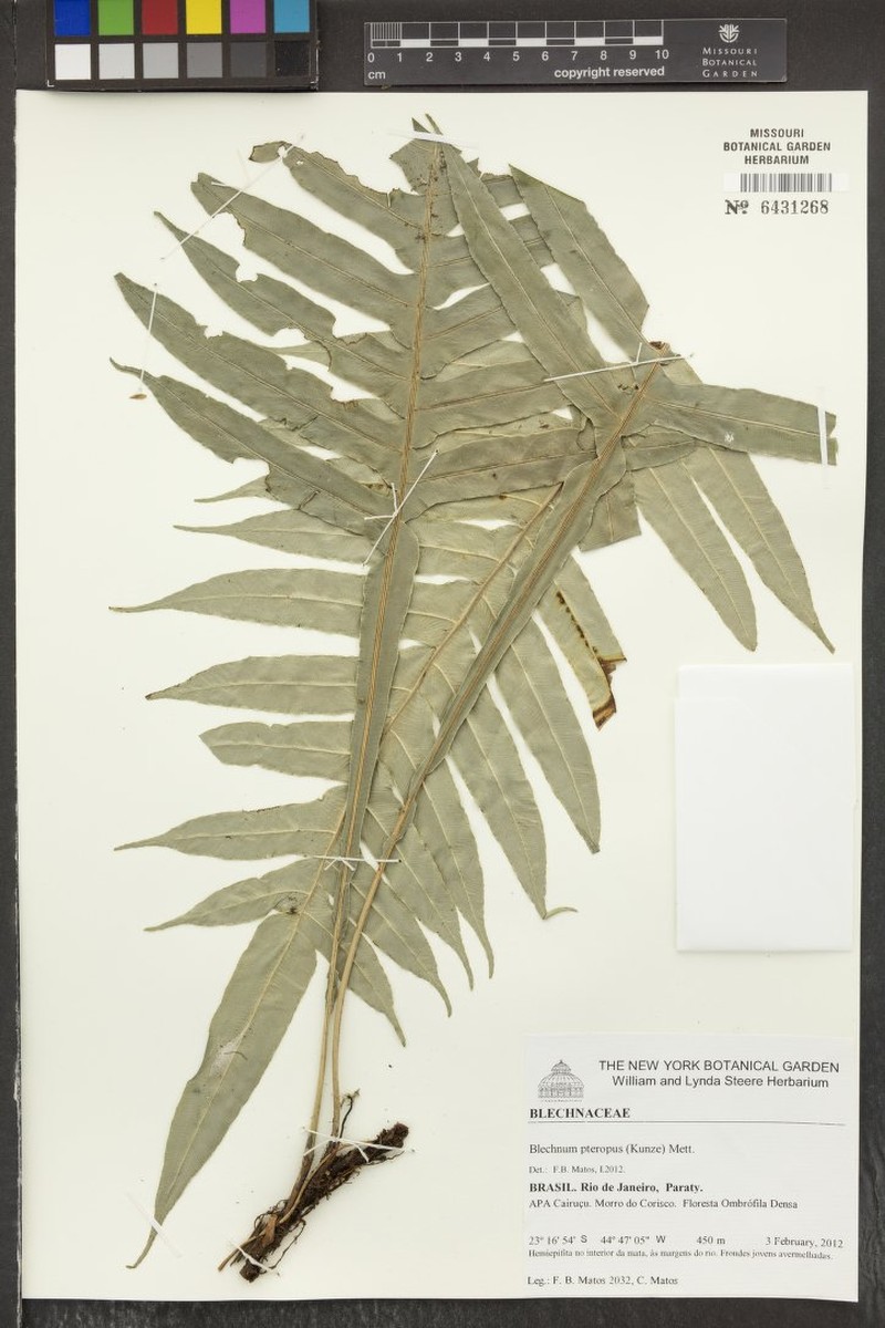 Blechnum pteropus