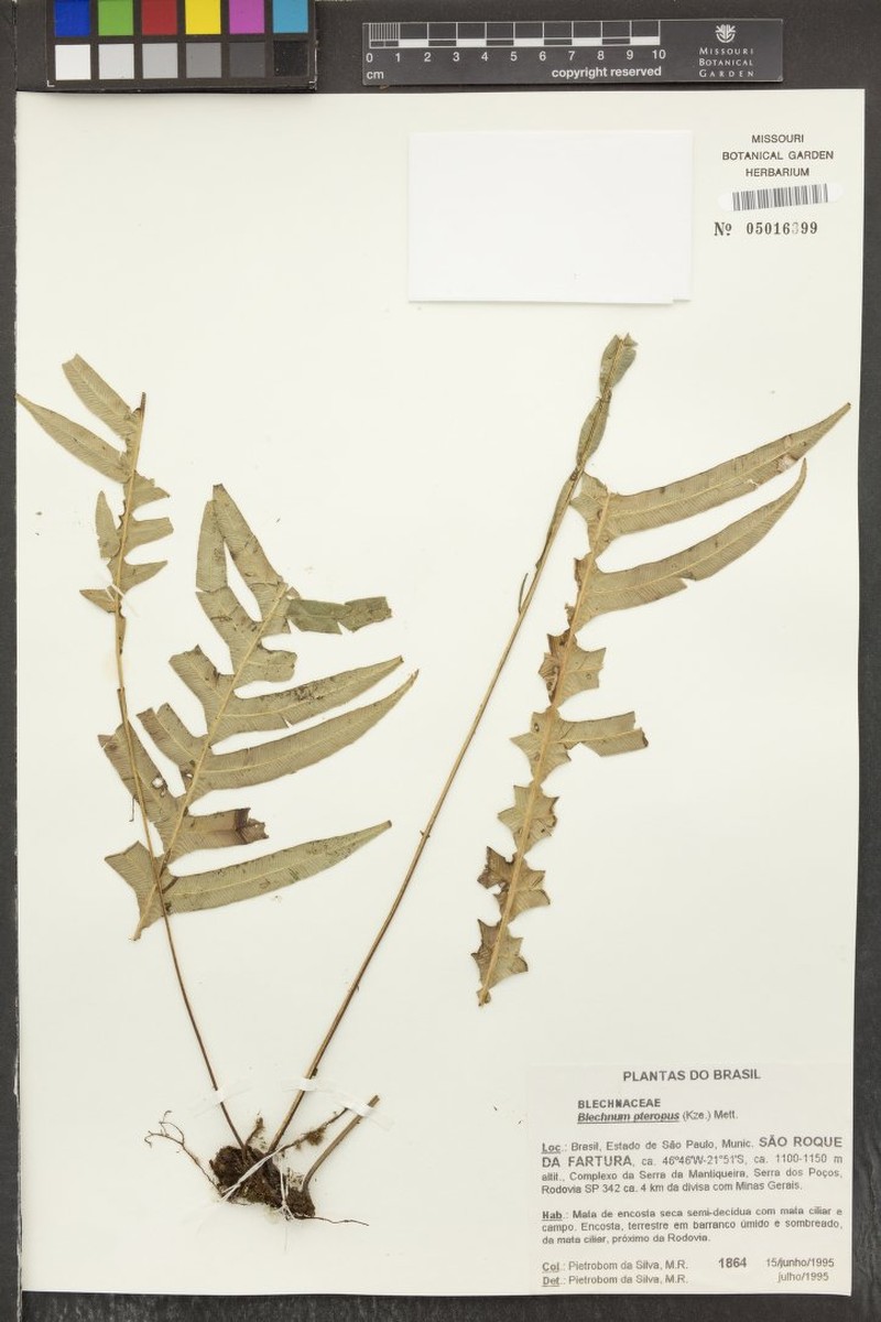 Blechnum pteropus photo 2