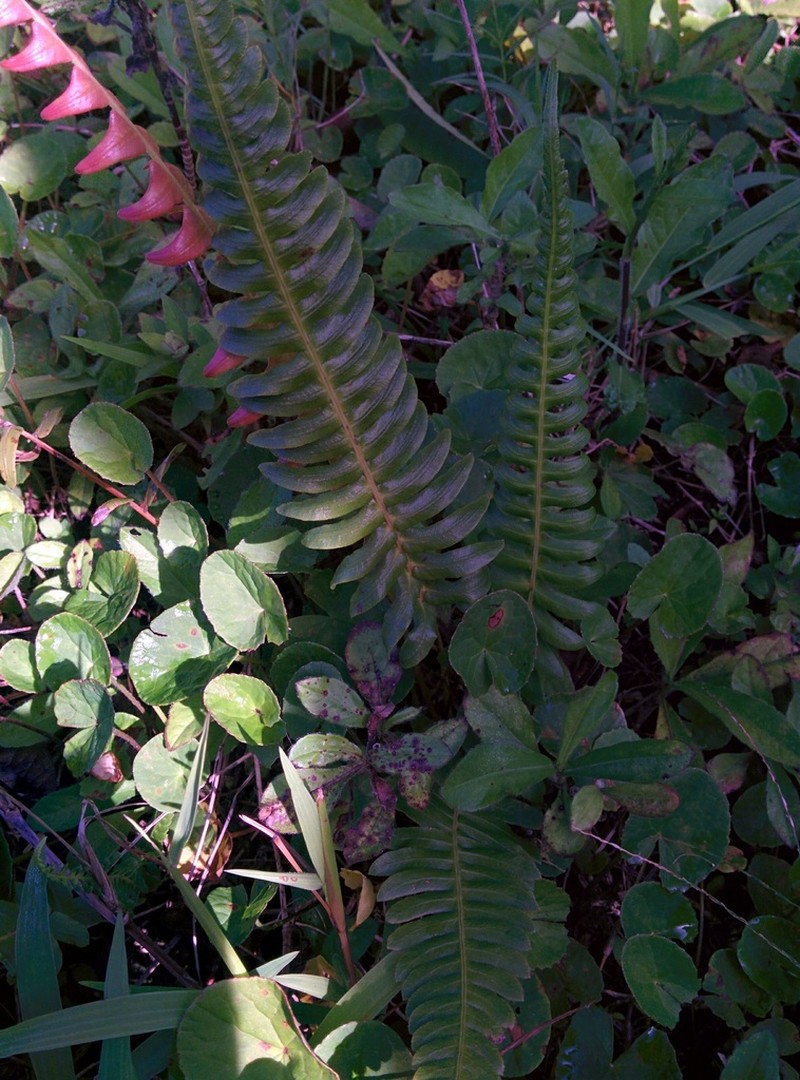 Blechnum puberulum