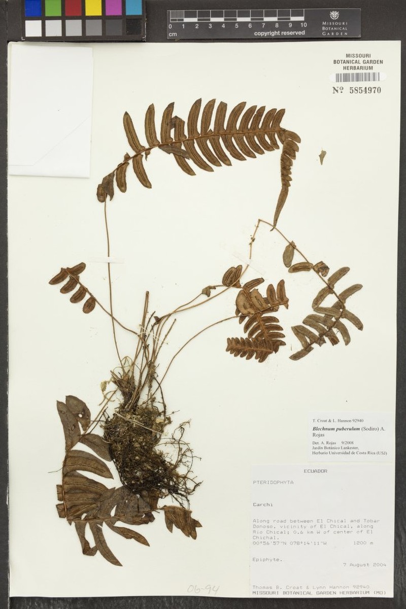 Blechnum puberulum photo 2