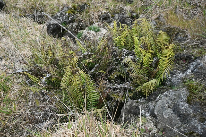 Blechnum punctulatum
