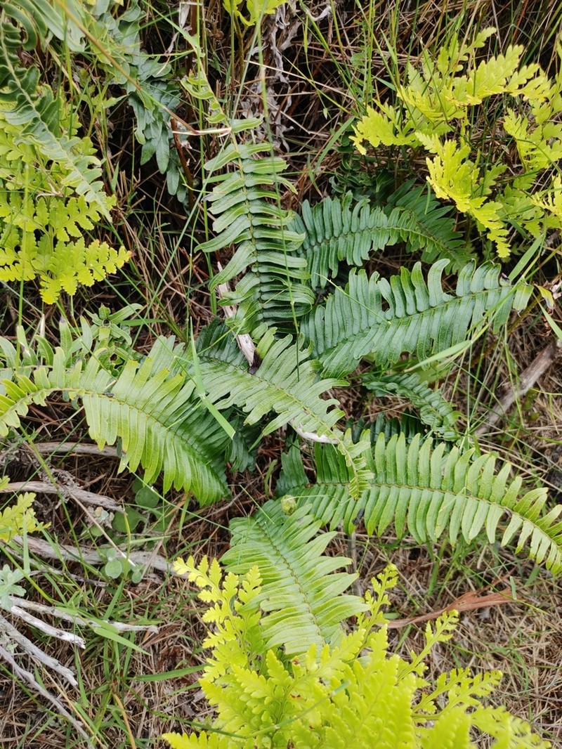 Blechnum punctulatum photo 2