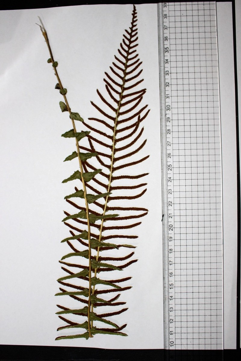 Blechnum punctulatum photo 3