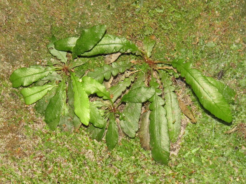 Blechnum punctulatum photo 4