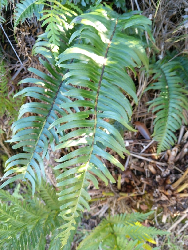 Blechnum punctulatum photo 5