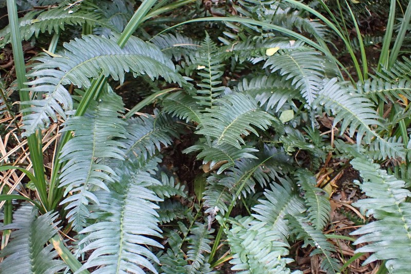 Blechnum punctulatum photo 6