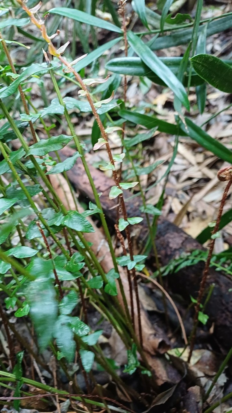 Blechnum punctulatum photo 7
