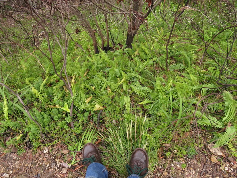 Blechnum punctulatum photo 8