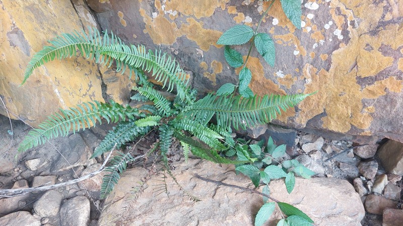 Blechnum punctulatum var. atherstonei