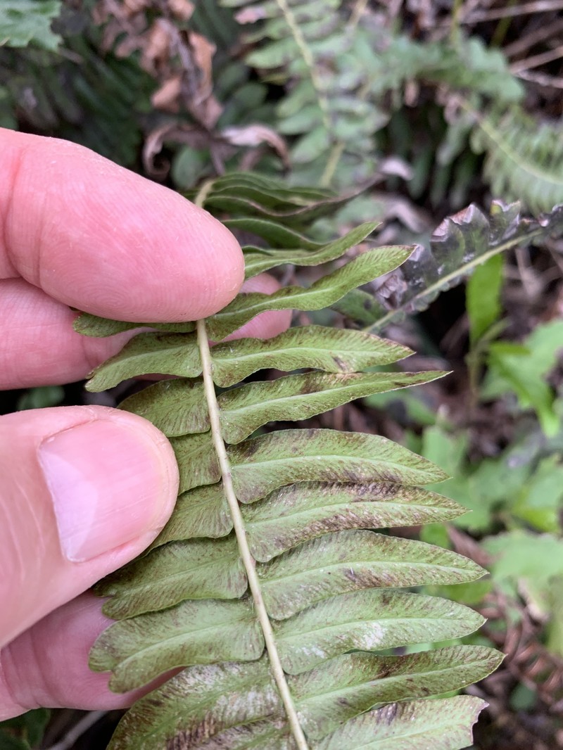 Blechnum punctulatum var. atherstonei photo 2