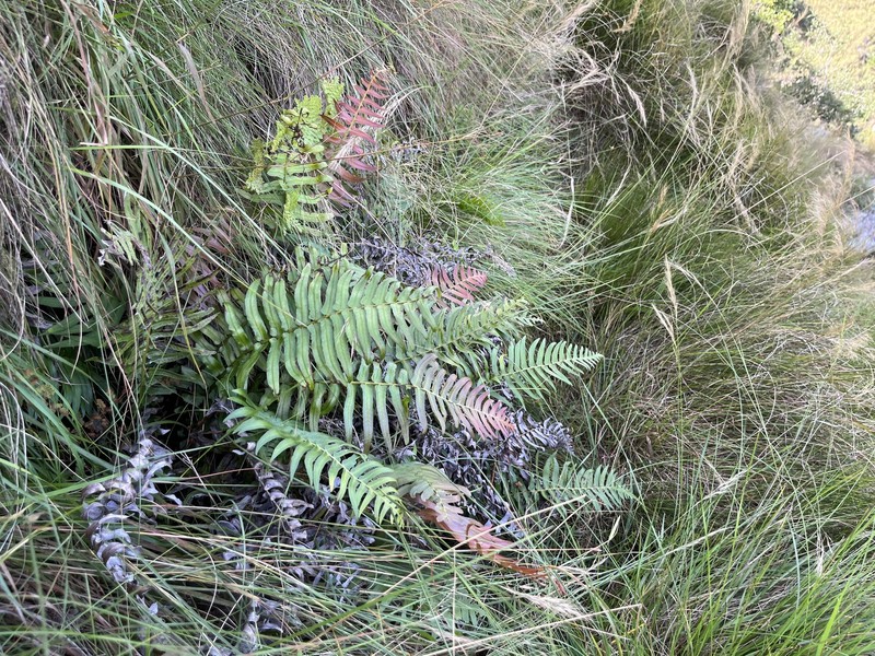 Blechnum punctulatum var. intermedium