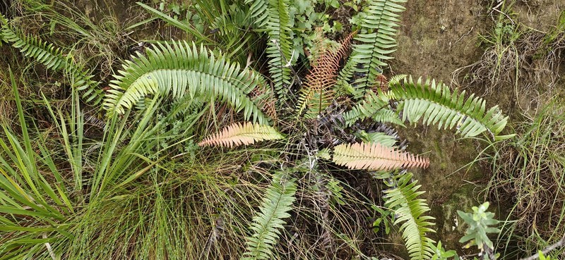 Blechnum punctulatum var. punctulatum