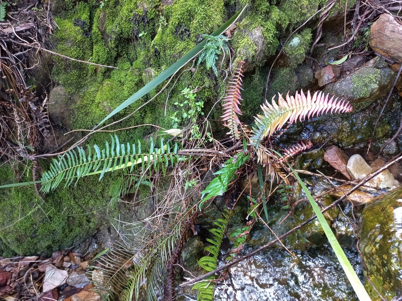 Blechnum punctulatum var. punctulatum photo 2