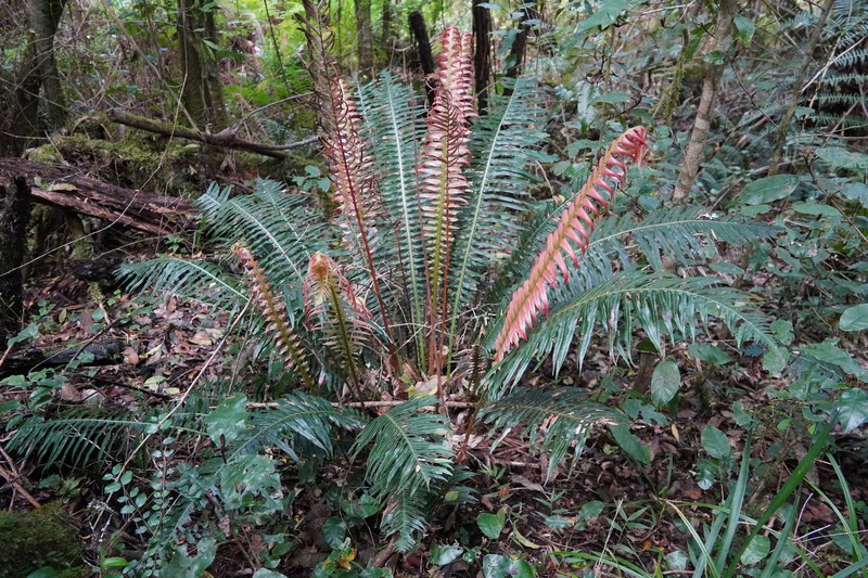 Blechnum punctulatum var. punctulatum photo 3