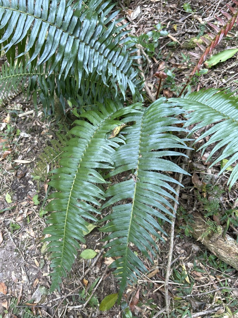 Blechnum punctulatum var. punctulatum photo 4