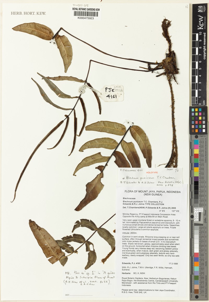 Blechnum puniceum photo 2