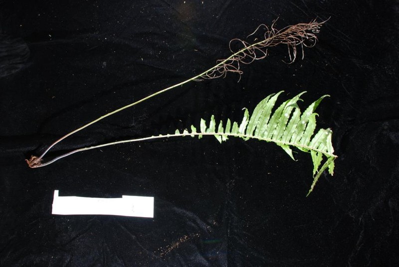 Blechnum raiateense photo 2