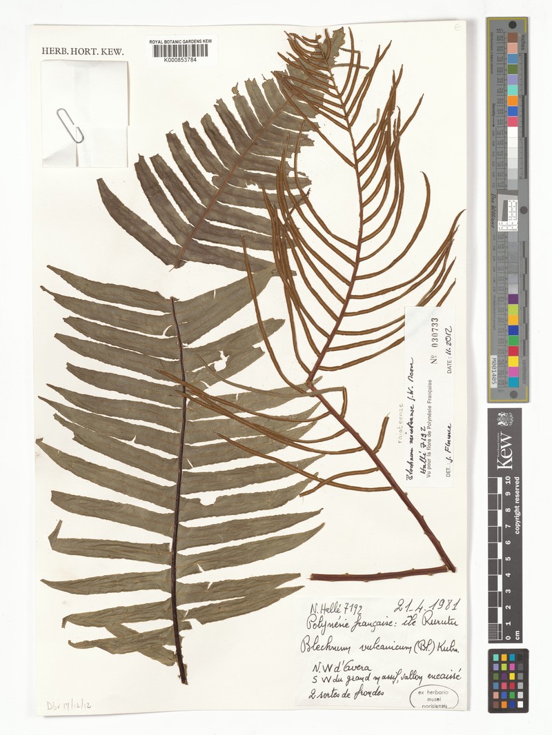 Blechnum raiateense photo 3