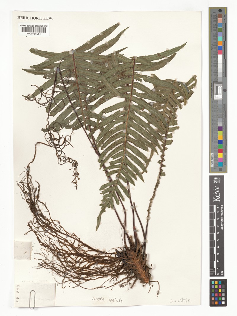 Blechnum raiateense photo 4