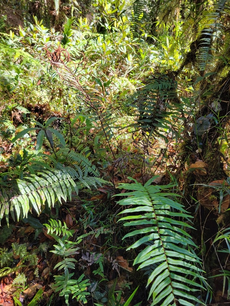 Blechnum revolutum