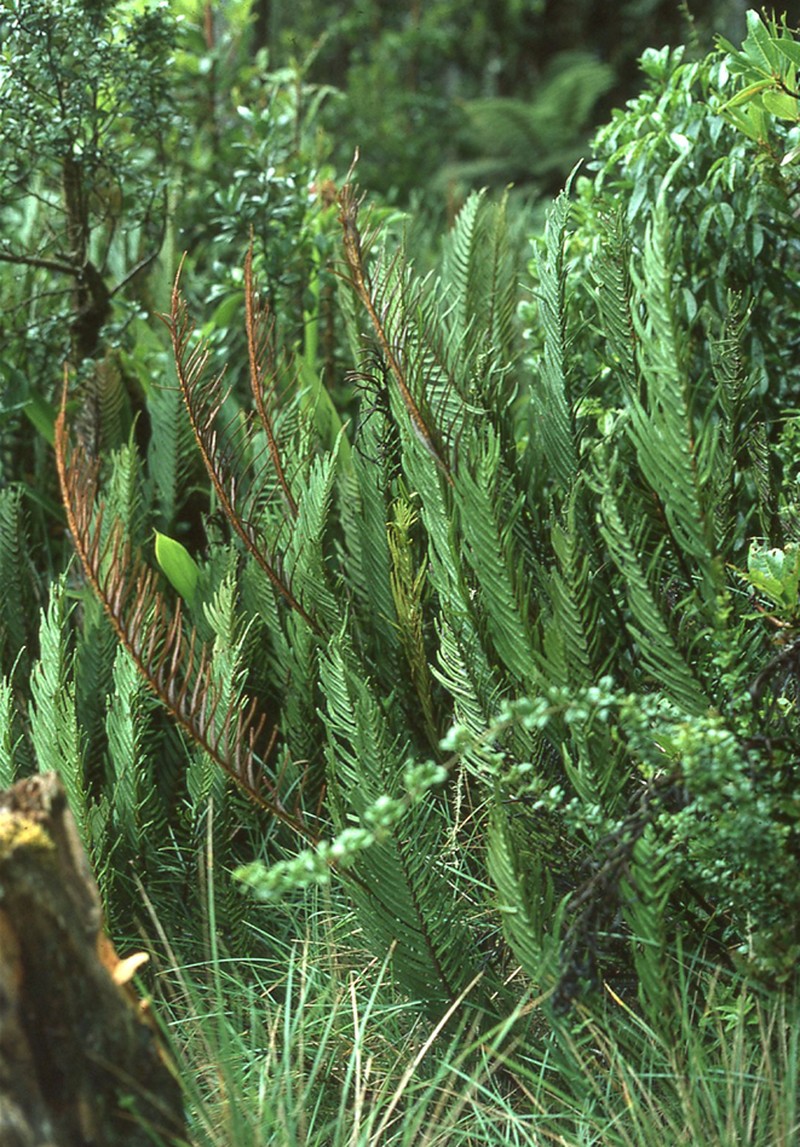 Blechnum revolutum photo 2