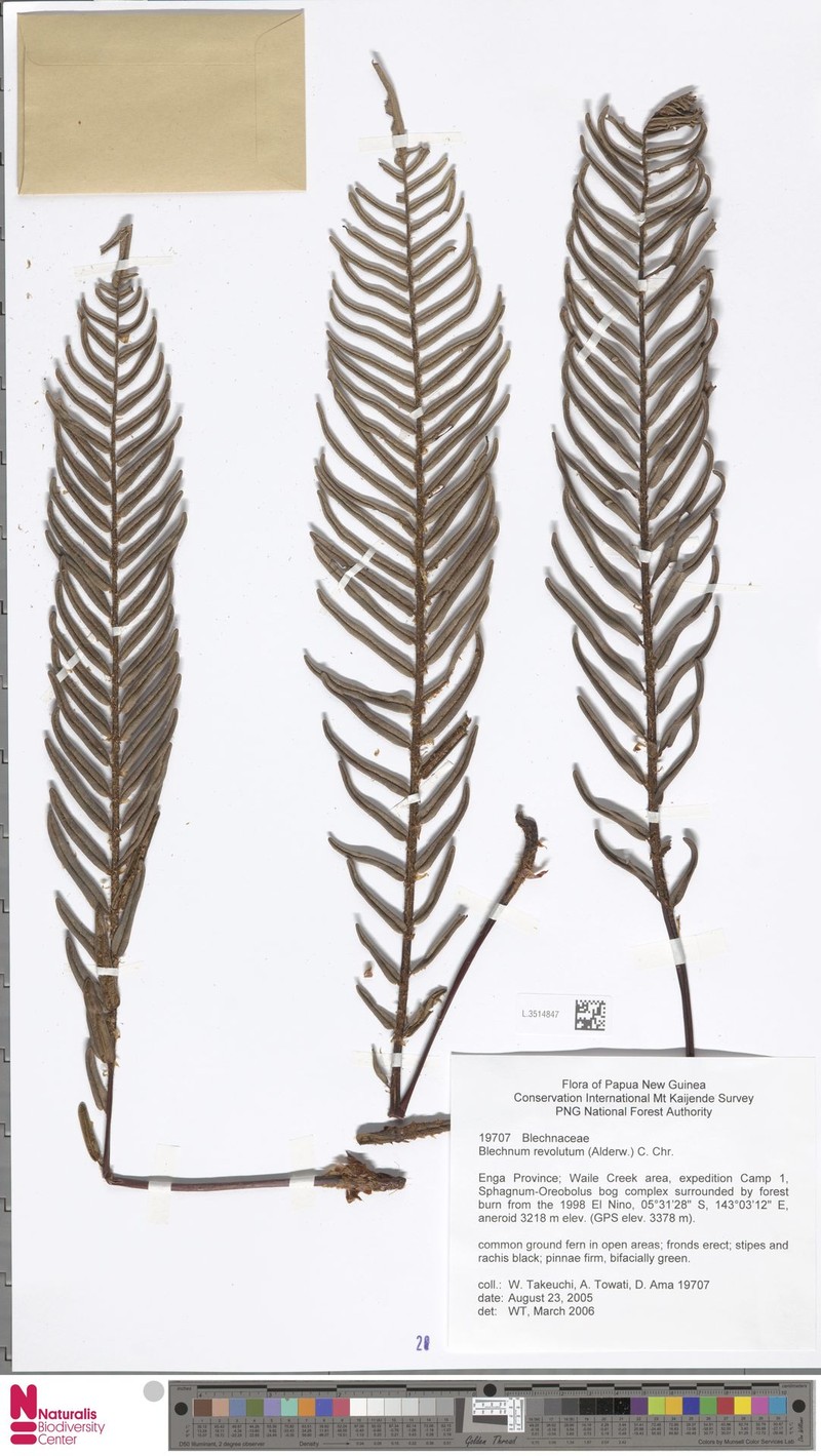 Blechnum revolutum photo 3