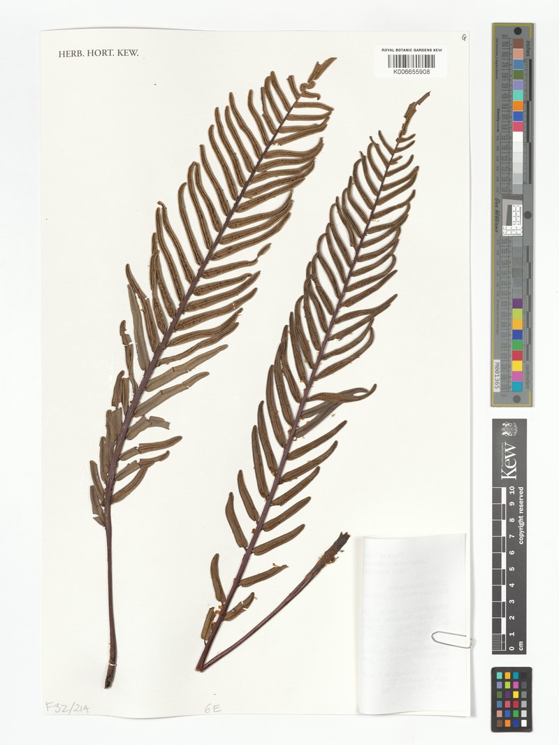 Blechnum revolutum photo 4