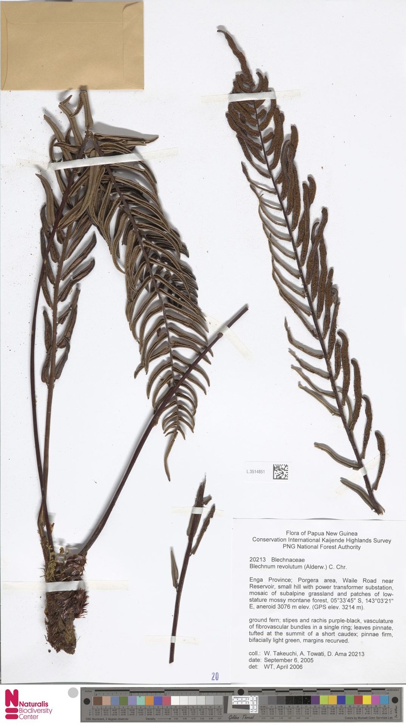 Blechnum revolutum photo 5