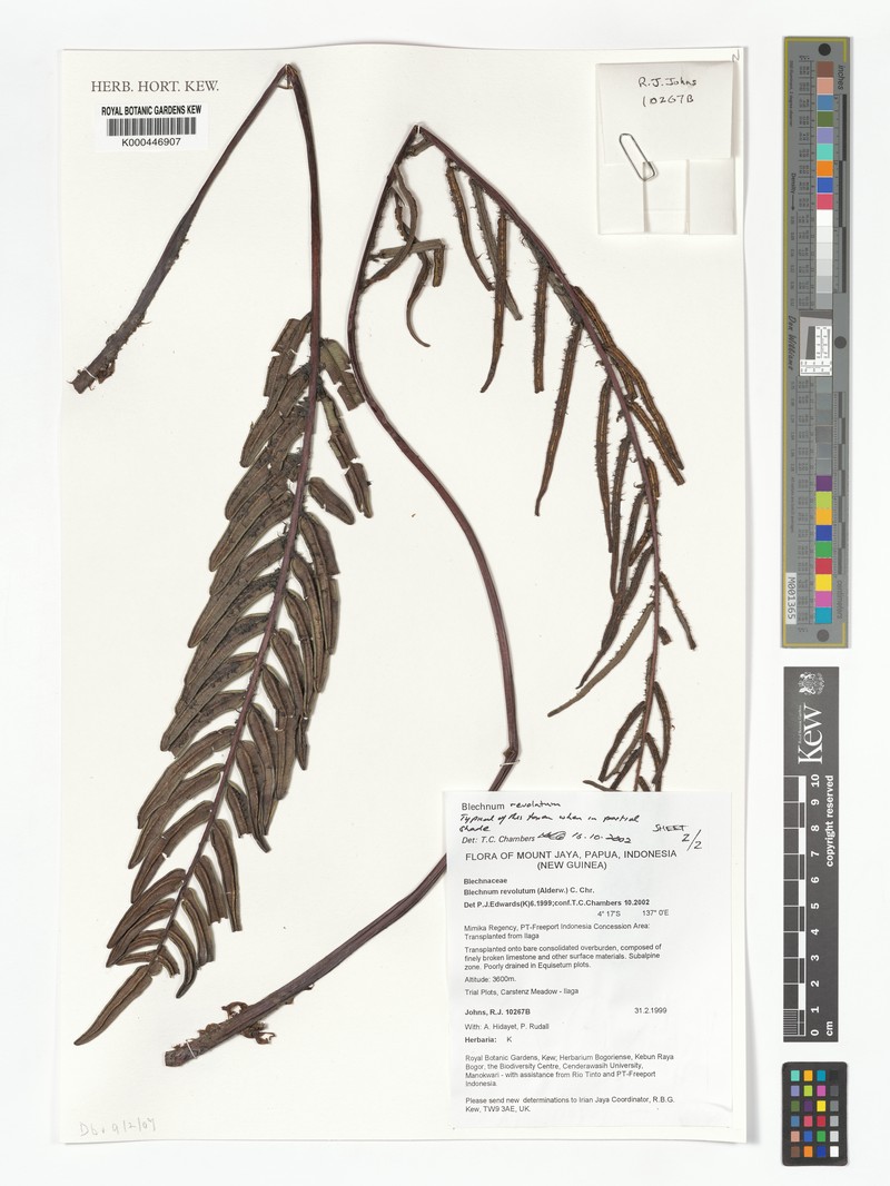 Blechnum revolutum photo 6