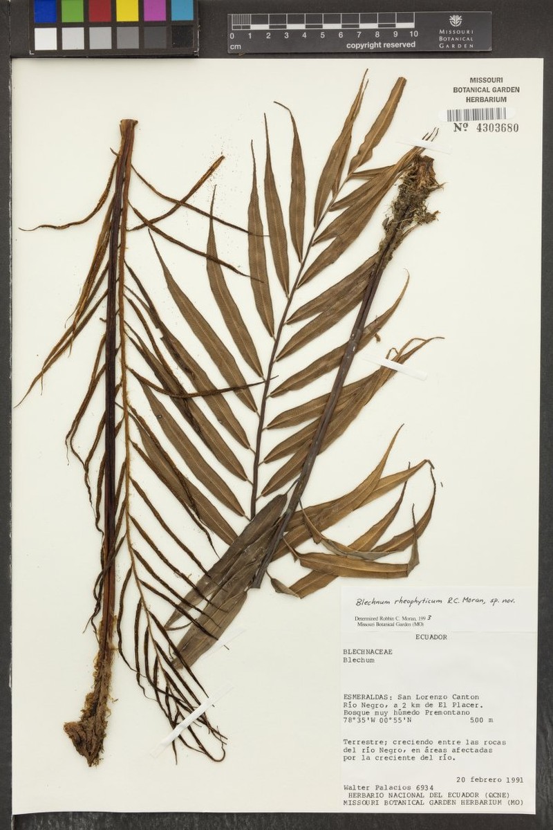 Blechnum rheophyticum photo 2