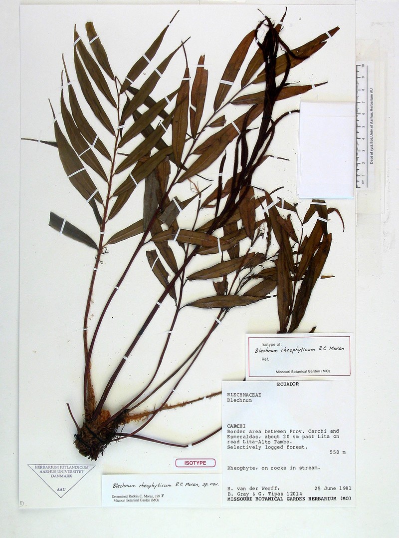 Blechnum rheophyticum photo 3