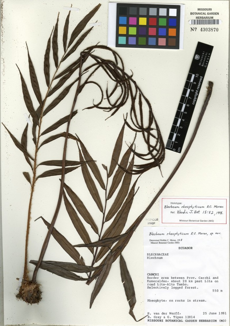 Blechnum rheophyticum photo 4