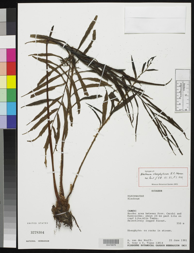 Blechnum rheophyticum