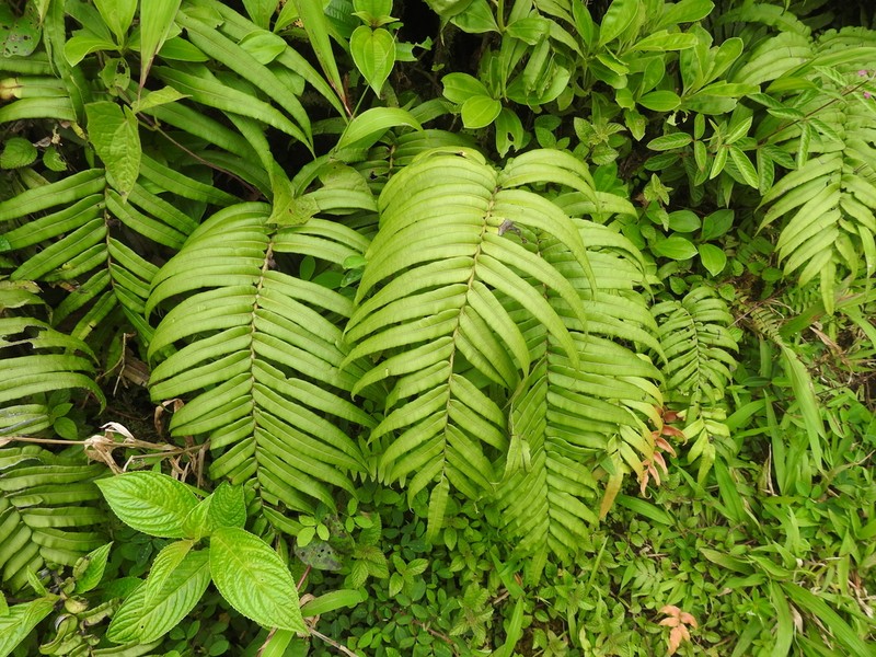 Blechnum ryanii