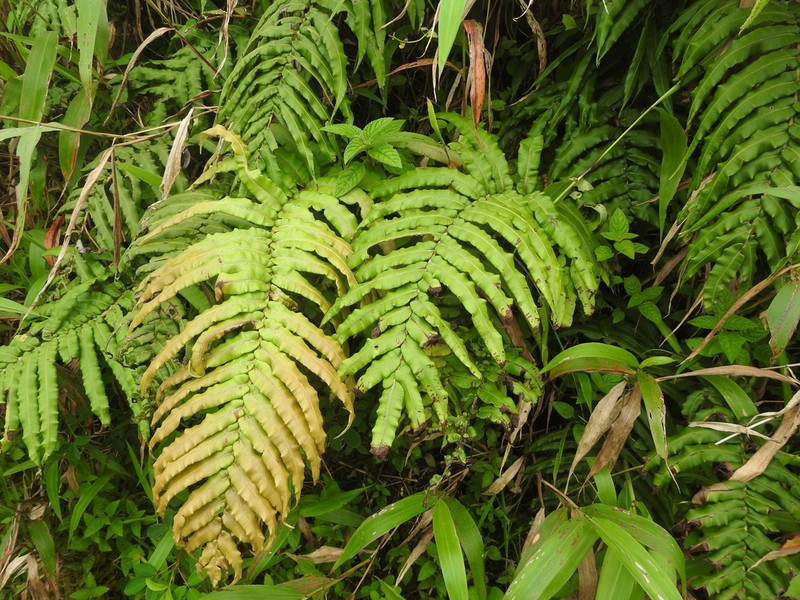 Blechnum ryanii photo 2
