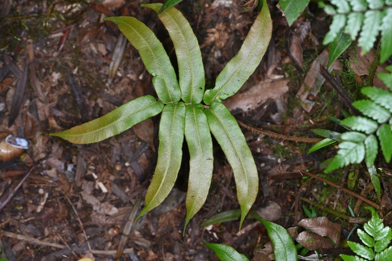 Blechnum ryanii photo 3