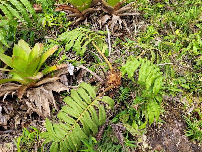 Blechnum ryanii photo 4