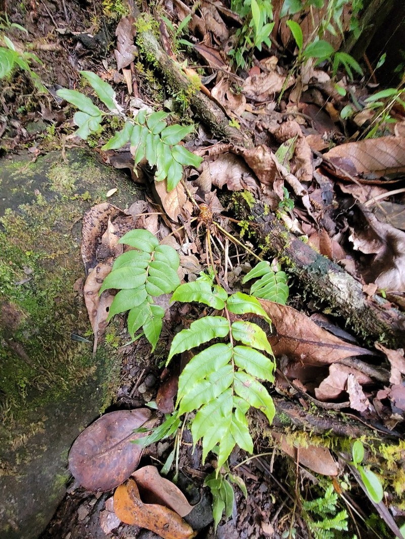 Blechnum ryanii photo 5