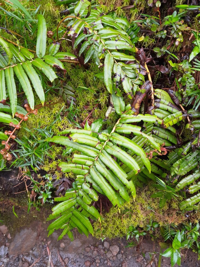 Blechnum ryanii photo 6