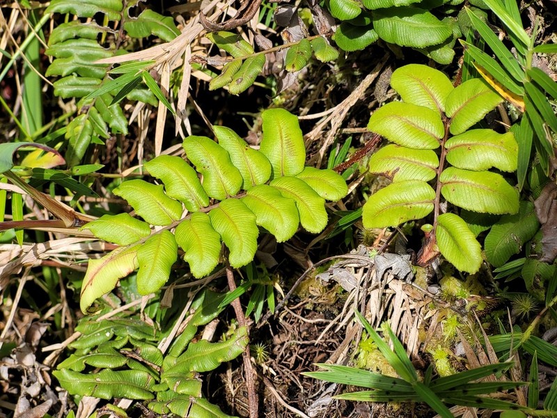 Blechnum ryanii photo 7