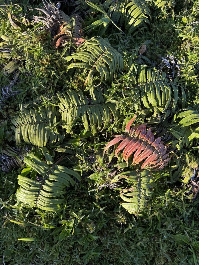 Blechnum ryanii photo 8