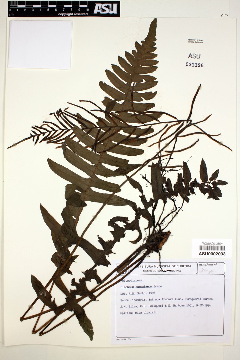 Blechnum sampaioanum