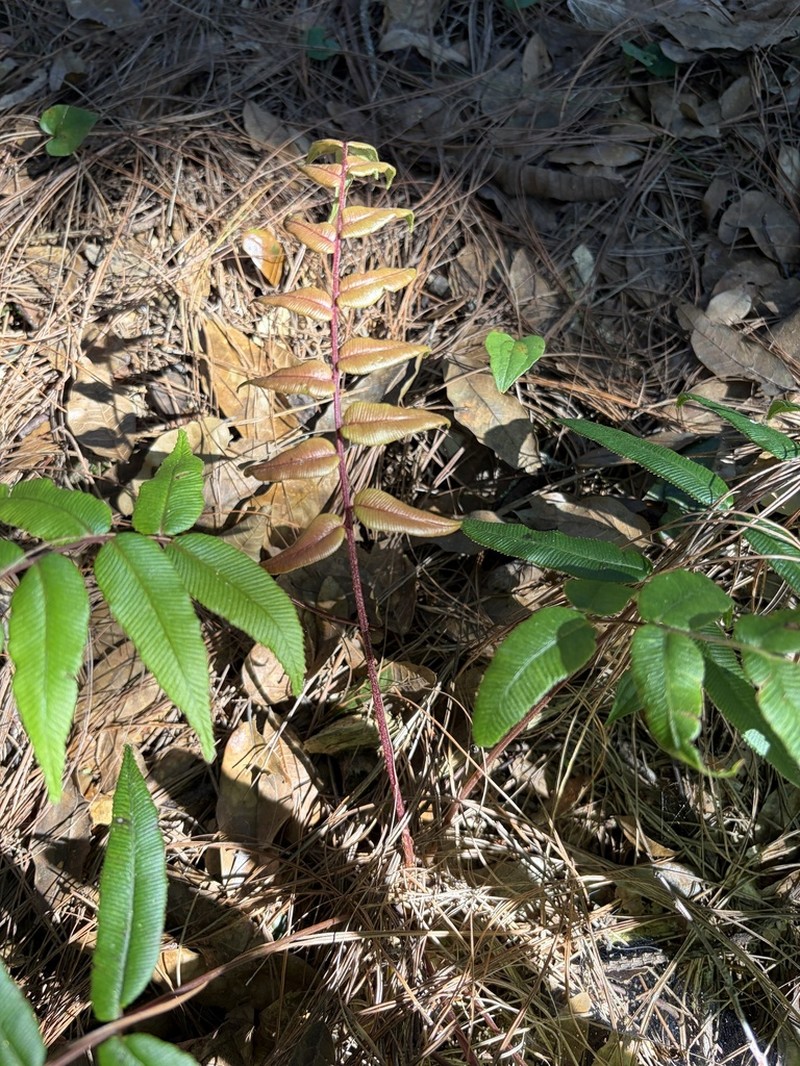 Blechnum schiedeanum