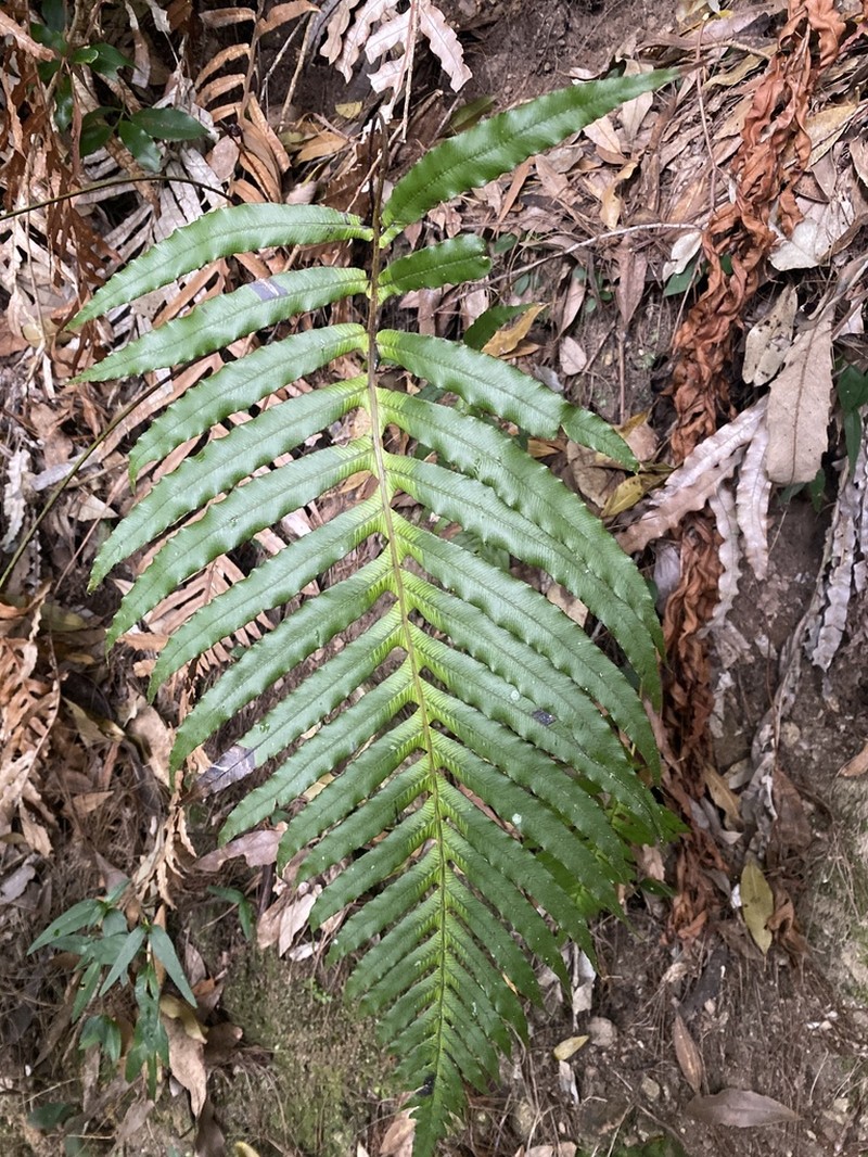 Blechnum schiedeanum photo 2