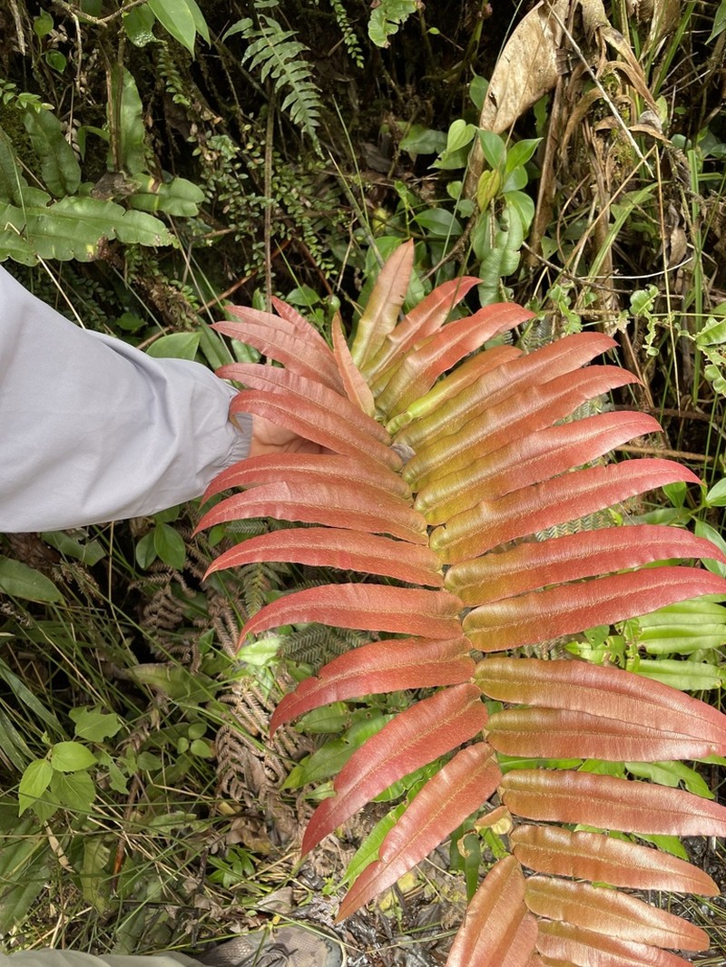 Blechnum schiedeanum photo 3