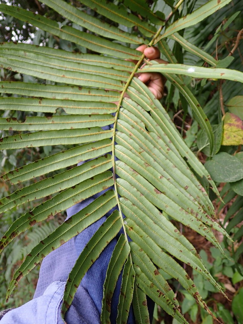 Blechnum schiedeanum photo 4