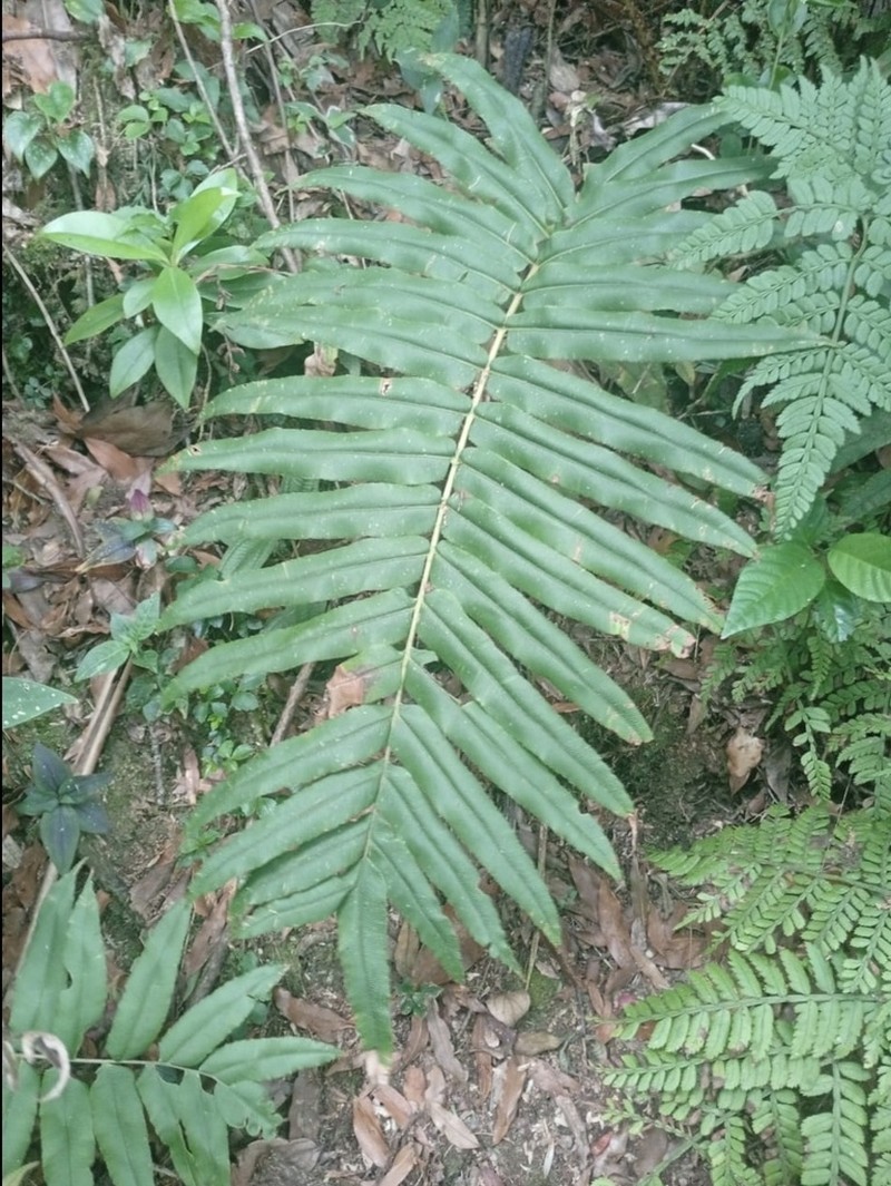 Blechnum schiedeanum photo 5