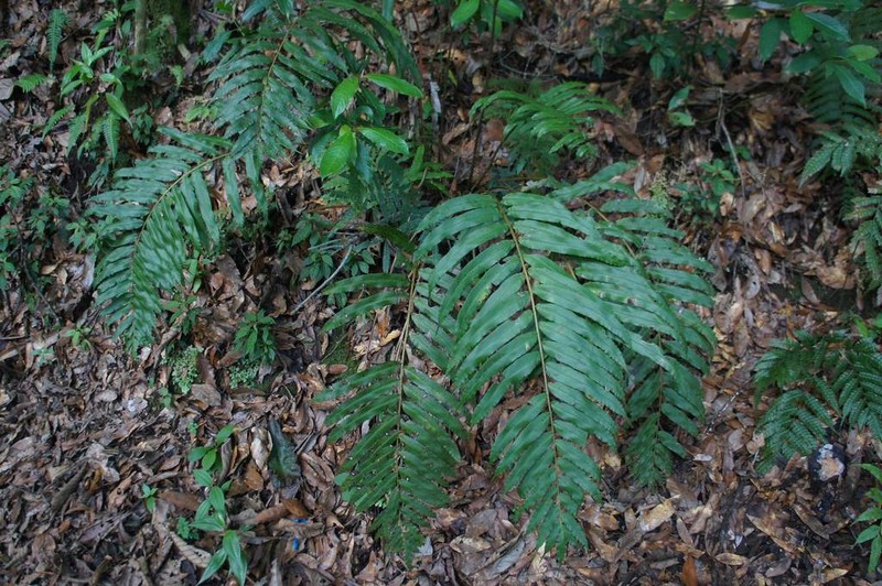 Blechnum schiedeanum photo 6