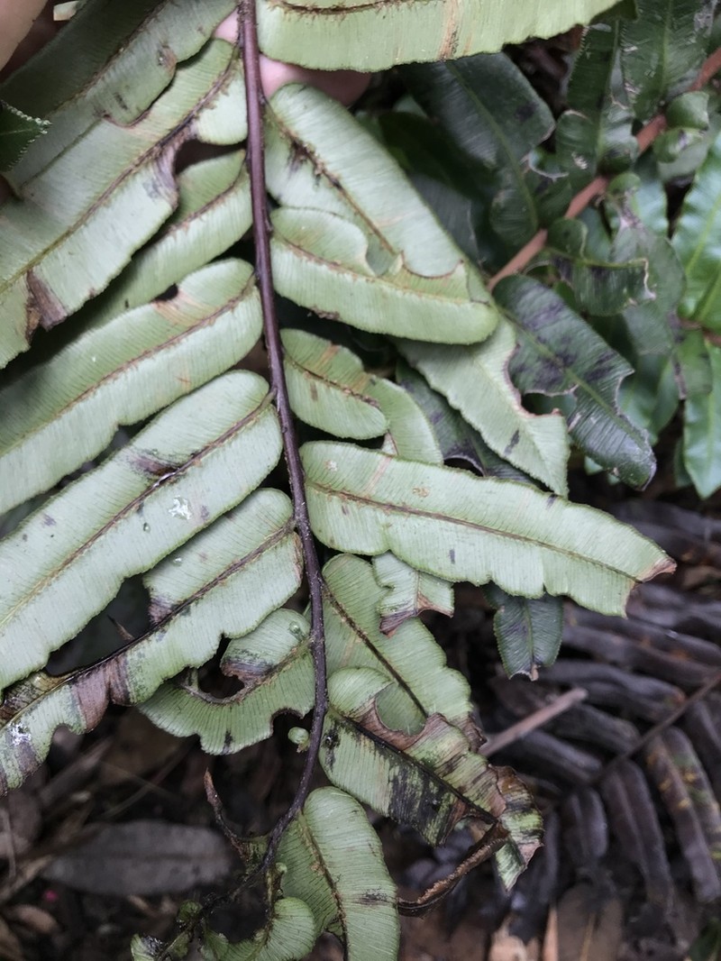 Blechnum schiedeanum photo 7